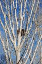 greathorned-owl-nest1.jpg