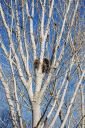 greathorned-owl-nest2.jpg