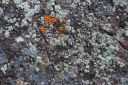 lichen2~0.jpg
