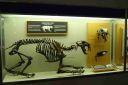 sabretooth-skeleton.jpg