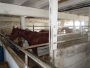 Amish_barn_inside_horse.jpg