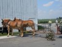 Amish_horse_drawn_farm_equipment2.jpg