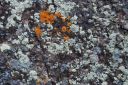 lichen1~0.jpg