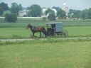 Amish_horse___buggy.jpg