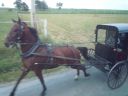 Amish_horse___buggy2.jpg